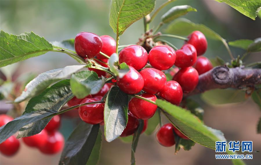 （經(jīng)濟(jì)）（2）遼寧大連：櫻桃生產(chǎn)忙