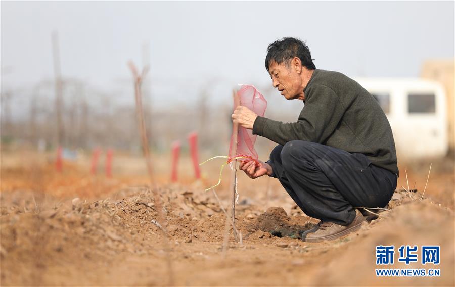 （經(jīng)濟(jì)）（3）遼寧大連：櫻桃生產(chǎn)忙