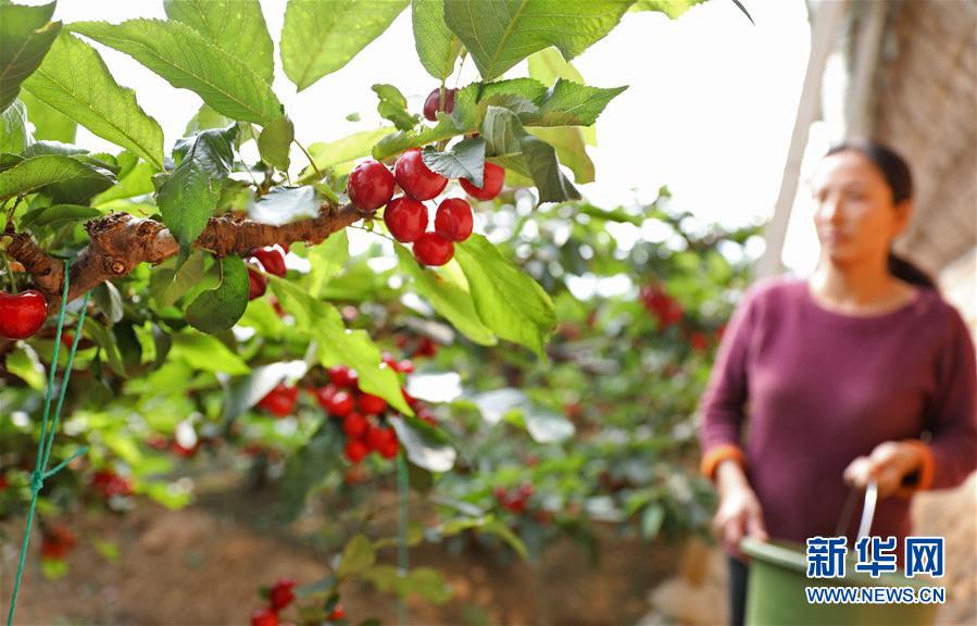 （經(jīng)濟(jì)）（1）遼寧大連：櫻桃生產(chǎn)忙