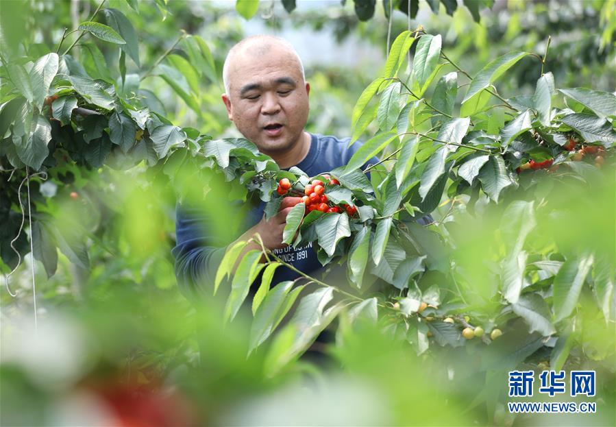 （經(jīng)濟(jì)）（5）遼寧大連：櫻桃生產(chǎn)忙