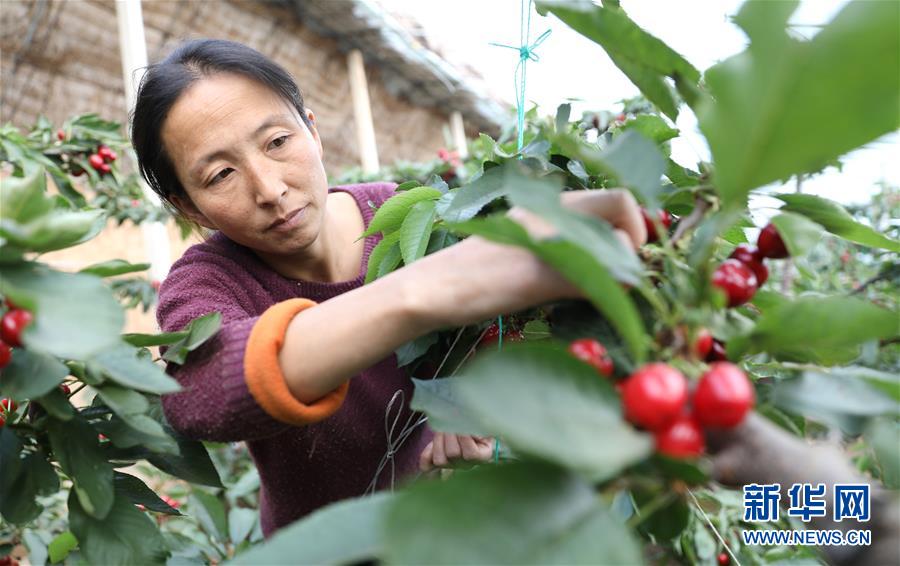 （經(jīng)濟(jì)）（6）遼寧大連：櫻桃生產(chǎn)忙